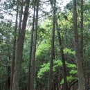 백양산임도 이미지