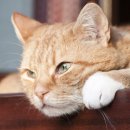 고양이눈 이미지