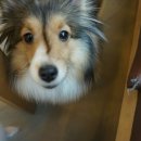 루루강아지 이미지