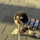 신나라 | 강아지 일회용신발 와우 쉼쉬는 신나라 슈즈 후기 겨울 산책 필수템