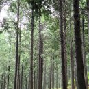 계룡산유아숲체험원 이미지