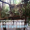 캥거루 | 론파인 코알라 생츄어리 입장권 호주 브리즈번 캥거루 동물원 후기