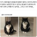 고양이 비만여부는 앞발이라던데 이미지