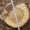 상수리나무(42살)-082-은평구 봉산 편백나무 숲 확장공사로 벌목된 나무 기록 이미지