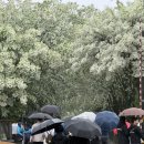 내년에 꼭 가야 할 전주 봄 축제 🌿 전주 이팝나무 철길 &amp; 팔복예술공장 후기