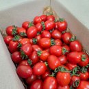 토마토2 | 참견쟁이 대추 방울토마토 2kg 후기 다이어트식단에 좋은 방울토마토