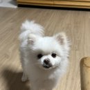 아메리칸피자 나주혁신점 이미지