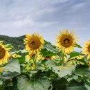 난정리 해바라기 대룡시장 연밭 칠면초 (8/29일 출사) 이미지