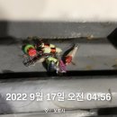 오케이낚시점 | 무창포 플러스호 쭈꾸미 갑오징어 선상 낚시 200마리 후기 약간의 팁(9.17)