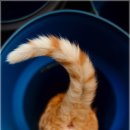 용의꼬리 이미지