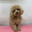 헬로퍼피1 | 운정애견미용 동패동 목동동 실력파 헬로퍼피 야당역 도보2분