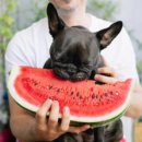 안녕댕댕이 이미지