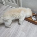 저단19 | [도거박스 5월 베스트 후기 발표] 노령견·신장병·심장병 아이들의 진짜 이야기