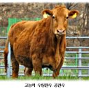 국립축산과학원 가축유전자원센터 | 우량암소 수정란 이식 어미소, 유도분만으로 난산 위험 낮춰