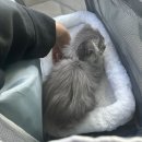 대전고양이분양 비비냥 이미지