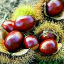 초평밤나무 이미지