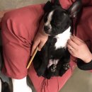 애견호텔1번가 이미지