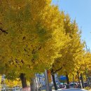 우보 | [공지] 🌳 명륜동 우보삼성아파트 보일러 교체 후기 | 귀뚜라미 콘덴싱 1등급 설치 완료!