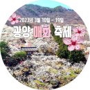 능성농장 | 4년만에 열린 광양 매화 축제 다녀온 솔직후기