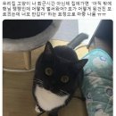 우리집 고양이 나 퇴근시간 아닌데 집에가면 이미지