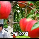황금알사과농원