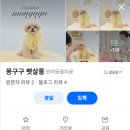 강남펫살롱 이미지