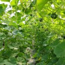 연우농원 이미지