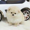 요 Daum카페