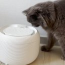 덴탈맑음 | 고양이 건강검진 집에서 셀프체크부터 저렴하게 병원 이용하는 꿀팁까지