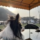 도그랜드 이미지