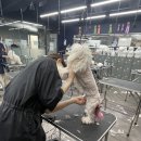 보보스퍼피 이미지