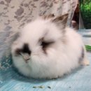 장모야채