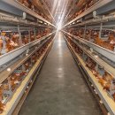 대비농장2 이미지