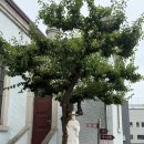 임당성당 이미지