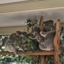 맛있게 먹자(초등 드림캠프) | 초등 아이와 엄마의 브리즈번 자유여행