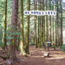 편백숲관광안내소 | 제주 머체왓숲길 트레킹 한국관광100선 제주도 관광지
