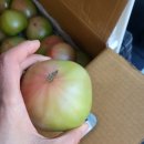 하늘농장 | 농라 대저하늘농장 토마토후기