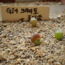 크토 이미지