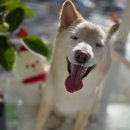 멍테일즈 이미지