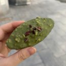 중앙동227 | [안산] 중앙동 휘낭시에 맛집, 온호프 베이크샵 평일, 주말 웨이팅 후기(두바이쫀득쿠키 맛집)