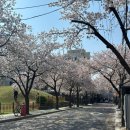 사랑채 닭국수명가 | [서울 송파] 벚꽃뷰 야장 삼겹살 맛집 사랑채