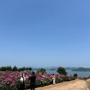 [전라도/고흥] 고흥 작약꽃밭 방문 후기 / 고흥 꽃구경 명소 작약꽃밭 개화상태