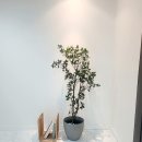 온정주의본
