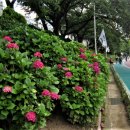 온천천시민공원 수국 이미지