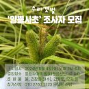 🌿수라갯벌 &#39;양뿔사초&#39; 조사자 모집(10명)🌿 이미지