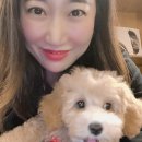 퍼피샬롱(PUPPY SALON) | [골든두들 라떼] 오늘 목욕하고, 위생미용하고온 #서귀포강아지미용실 #퍼피살롱