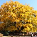 가든은행나무 이미지