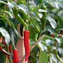 인제시장 이미지