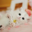 수원고양이분양 나비캣 이미지