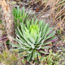 상록자이언트 이미지